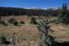 Meadow along Link Trail