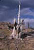 Stump in Big McIntyre Burn