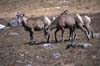 Bighorn sheep